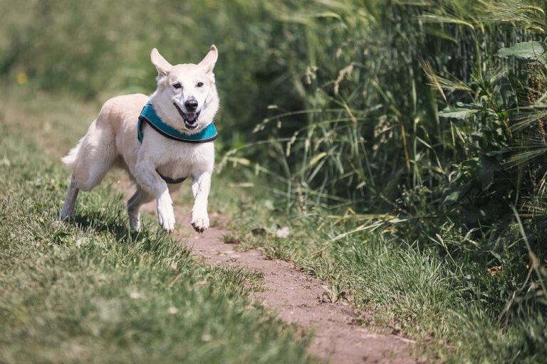 Comprendre et maximiser le bien-être de vos animaux de compagnie